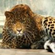 leopard86